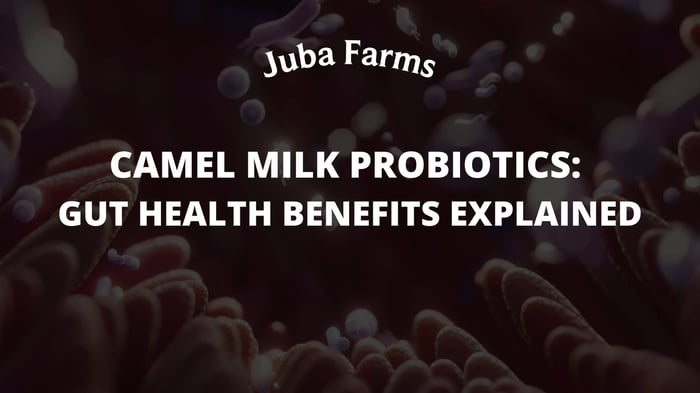 Camel Milk Probiotics: Gut Health Benefits Explained