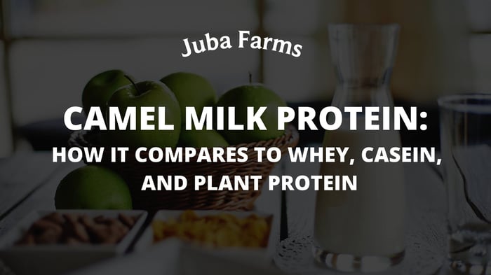 Camel Milk Protein vs Whey and Plant Protein