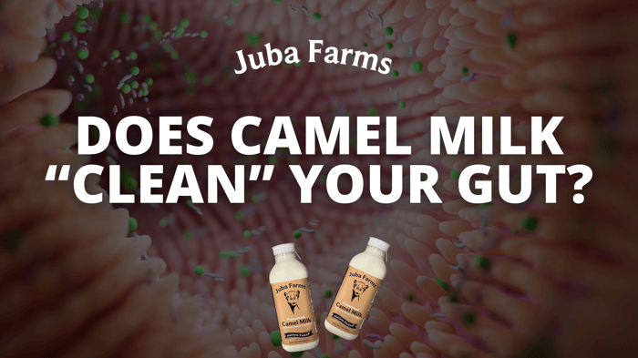 Does Camel Milk Clean Your Gut?