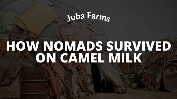 How Nomads Survived on Camel Milk