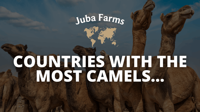countries with the most camels