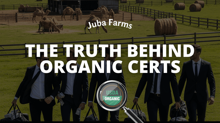 The Truth About Organic Camel Milk in America