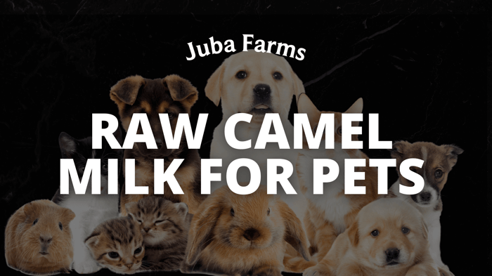 Raw Camel Milk for Pets: Benefits and Feeding Guidelines