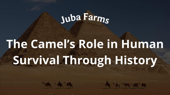 The Camel’s Role in Human Survival Through History