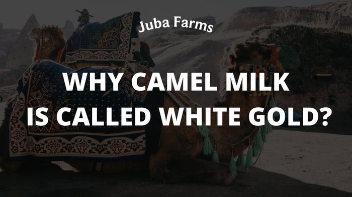 Why Camel Milk Is Called White Gold?