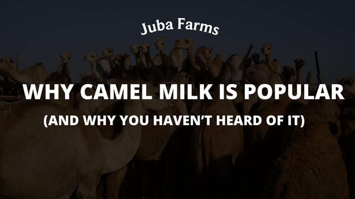 Why Camel Milk Is Popular (And Why You Haven’t Heard of It)
