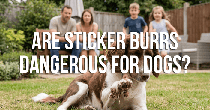 Are Sticker Burrs Dangerous for Dogs?