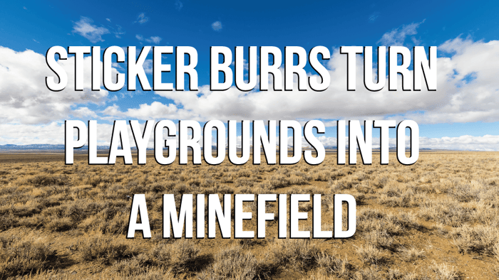 Goat Heads Are Ruining Your Life! Let's Dive In...