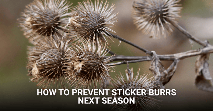 How to Prevent Stickers Next Season