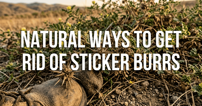 Natural Ways to Get Rid of Sticker Burrs: Easy Yard Solutions