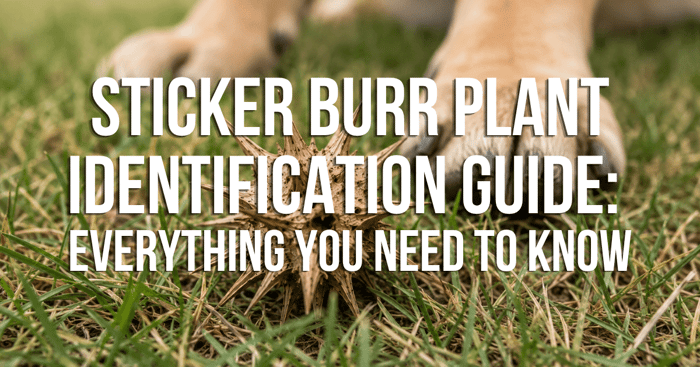 Sticker Burr Plant Identification Guide