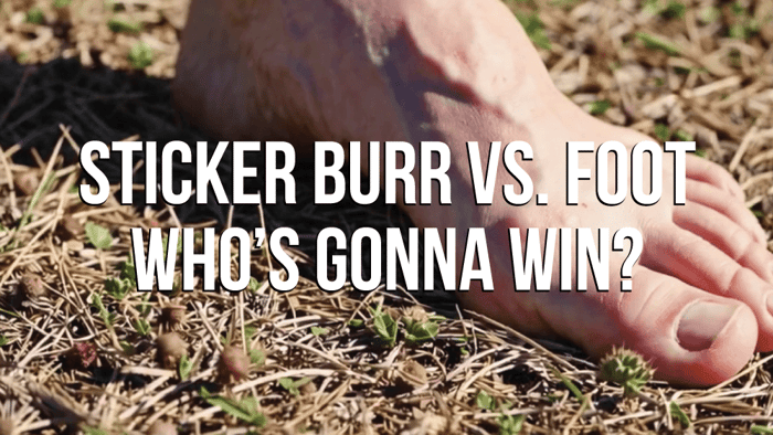 Sticker Burrs 101: Everything You Need to Know