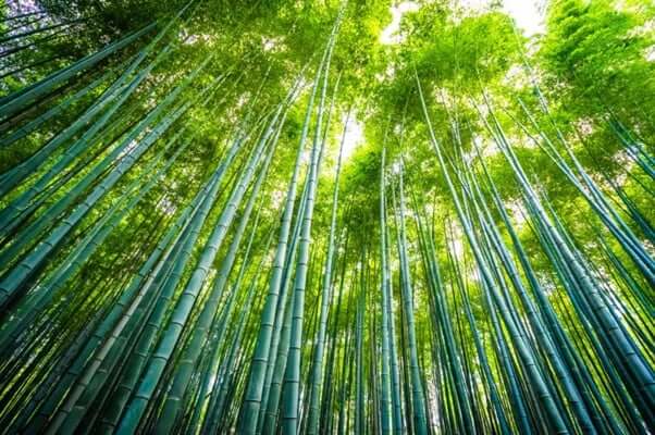 Lush bamboo forest showing the natural source of bamboo viscose and its sustainable plant-based origins.