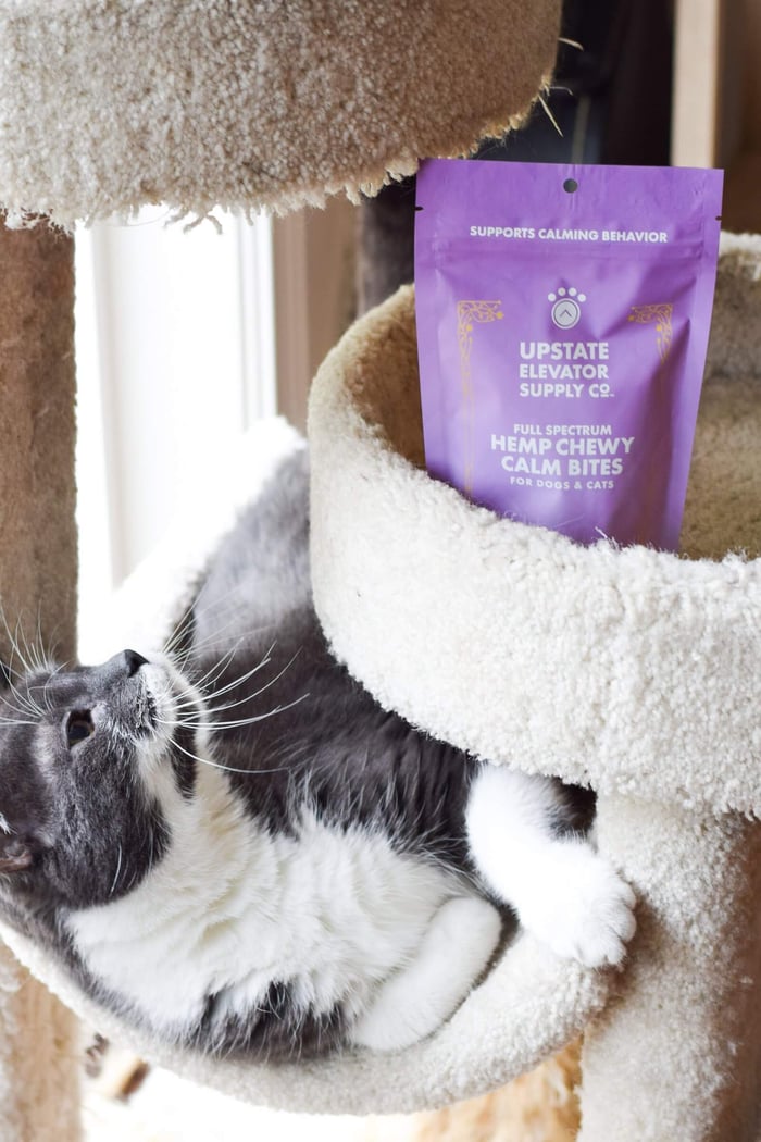 Cat with Hemp Calm Chewy Bites