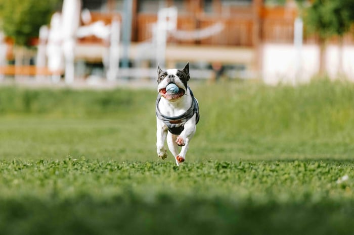 CBD for Dogs & Cats: Natural Relief and Wellness for Your Pet