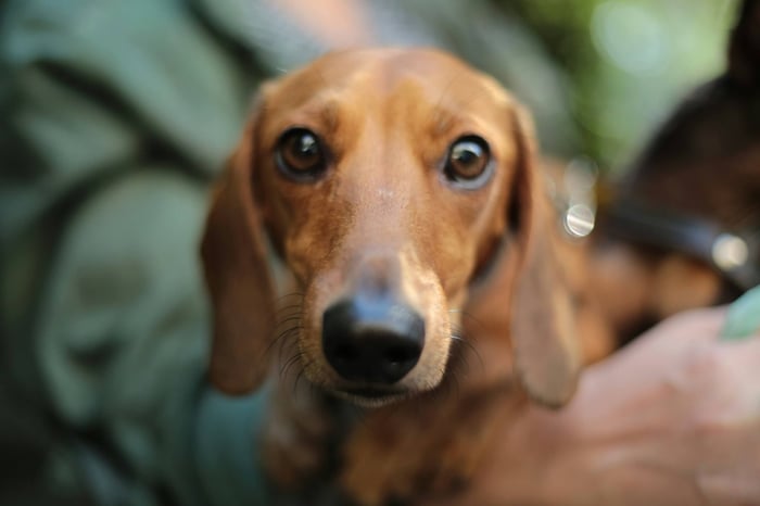 CBD for Dogs and Cats