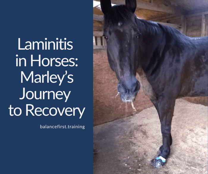 Laminitis in Horses: Marley’s Journey to Recovery