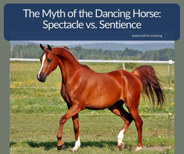 The Myth of the Dancing Horse: Spectacle vs. Sentience