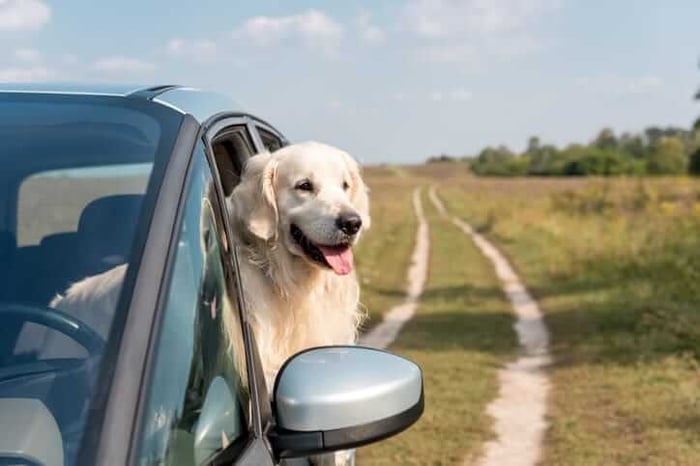 Hitting the Road with Your Golden: Conquering the Dog Days of Summer in Your Subaru Outback