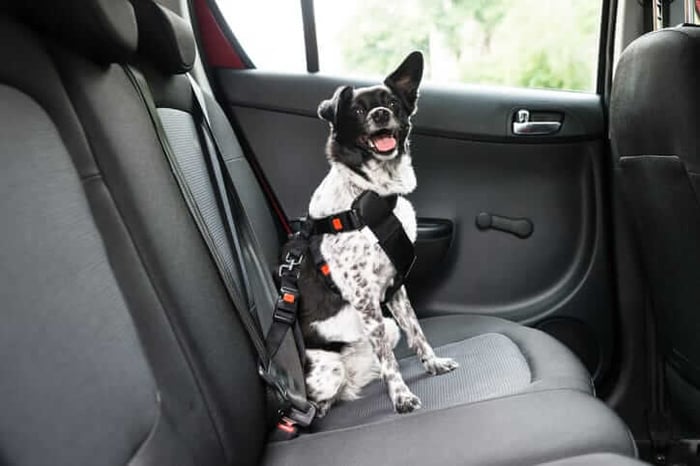 Four-Legged Friends: Tips for Traveling Safely with Pets in Your Car