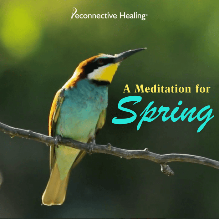 A meditation for spring renewal, showing a hummingbird perched on a branch