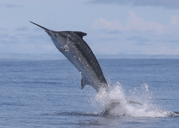 Black marlin jump on the 5th expedition at Tropic Star Lodge