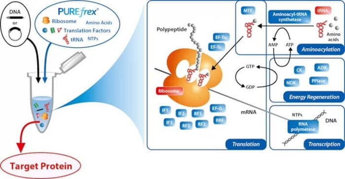 Diagram comparing steps of PUREfrex cell-free protein expression