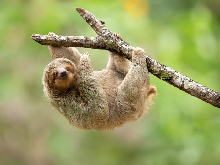 Amazon Rainforest Animals to See on Your Brazil Holiday