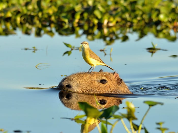 Capybaras in Latin America: Where to See the Internet's Favourite Animal