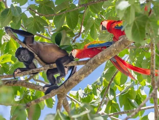 Couple of Scarlet Macaws (Ara macao) confronting Mantled Howler Monkey (Alouatta palliata) in almond tree canopy, Corcovado National Park, Osa Peninsula Costa Rica