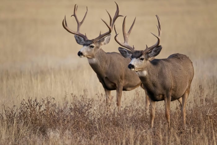 Mule Deer: A Breakdown of the Desert Deer