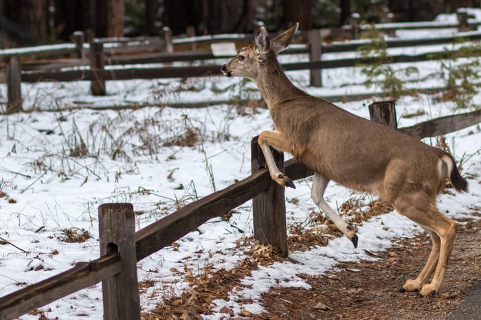 Understanding the Psychology of Deer: A Key to Effective Fencing