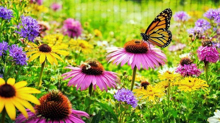 Pollinator garden protected by deer fence with butterfly on coneflower and native wildflowers in a secure fenced landscape.