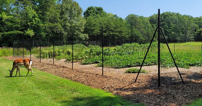 ​Springtime Preparations: Why You Should Build Your Deer Fence Before Spring