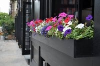 Plant These 8 Flowers to Deter Deer