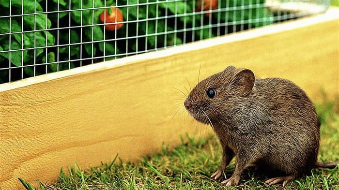 How to Keep Fruit Trees Safe From Animals, Weather, and Wind