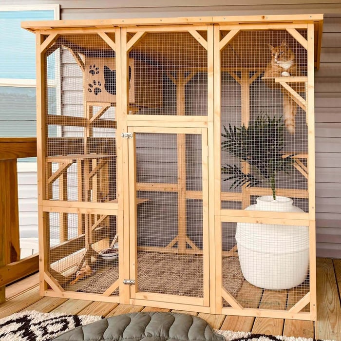 Catios are an enclosed outdoor space that lets cats enjoy fresh air and nature