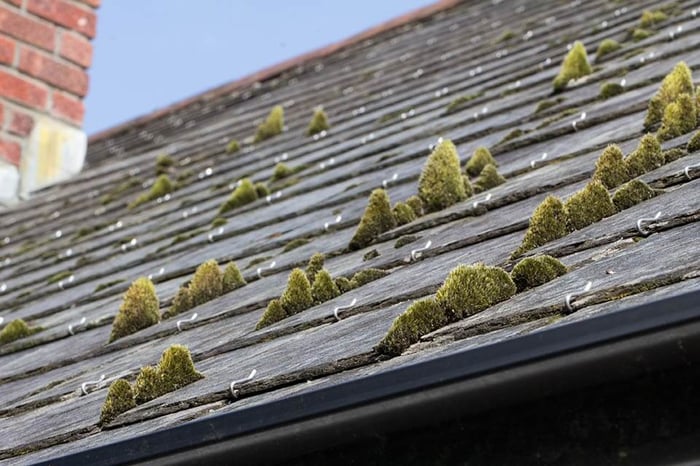 How to Clean Algae, Moss and Lichen From Roofs