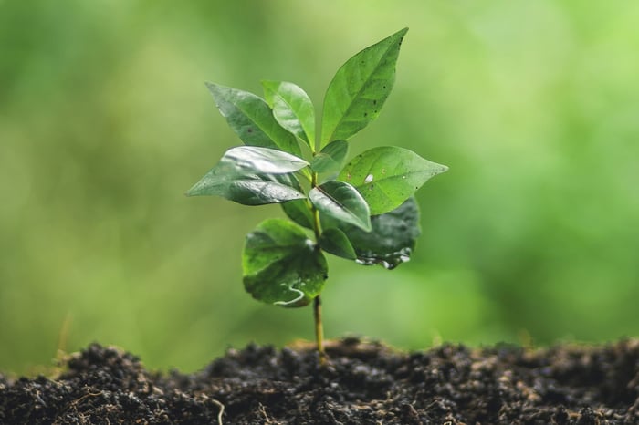 Tipo de planta do café: árvore, arbusto ou arboreta