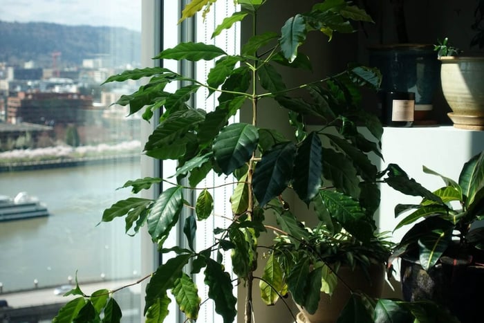 Posso Cultivar uma Planta de Café em Casa?