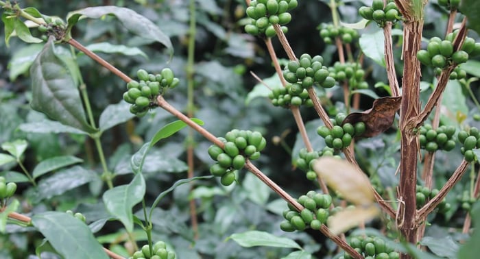 O que é o café Eugenioides?