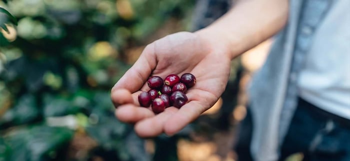 O grão de café não é um grão?