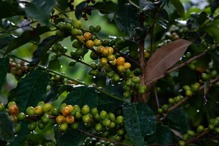Como cultivar uma planta de café dentro de casa