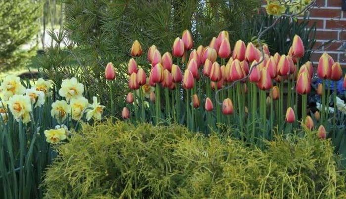 What to Plant Now: Darwin Hybrid Tulips