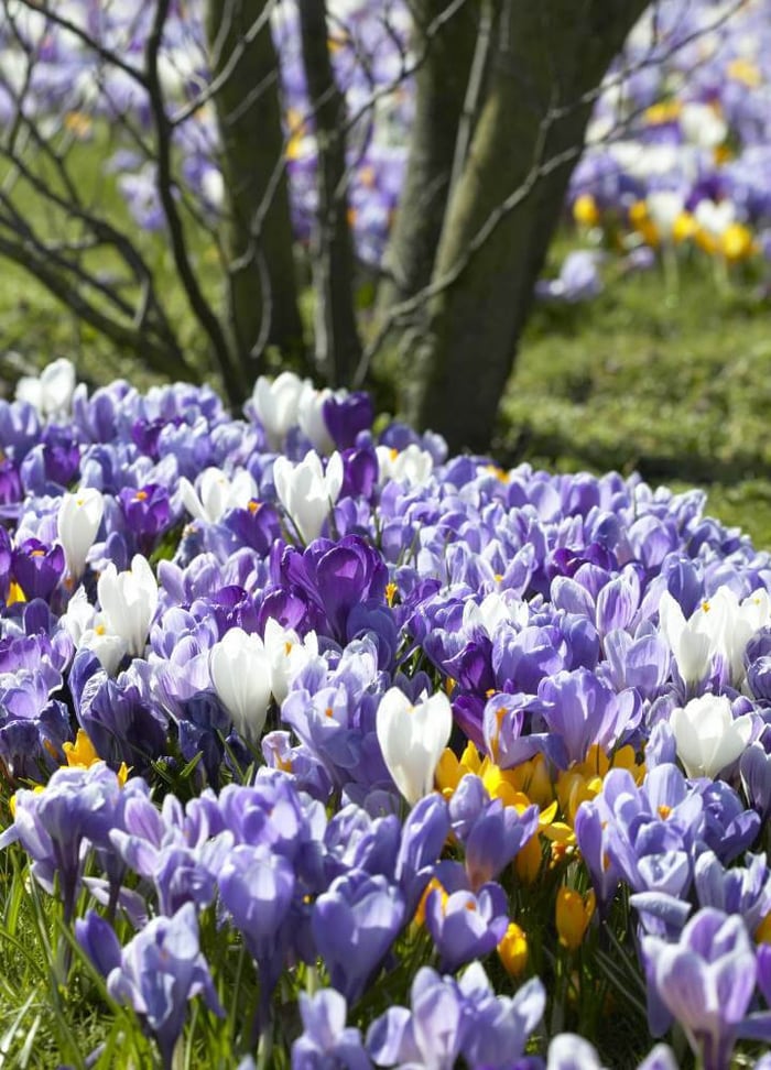Spring Bulbs for Naturalizing