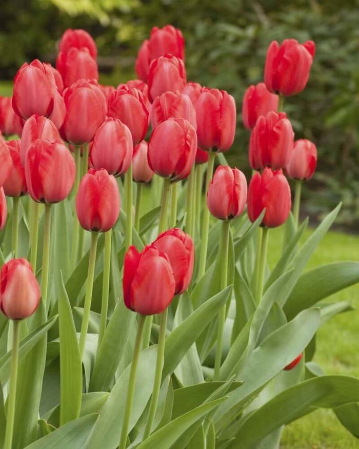 Spring Bulbs in Zones 8-10? Yes!
