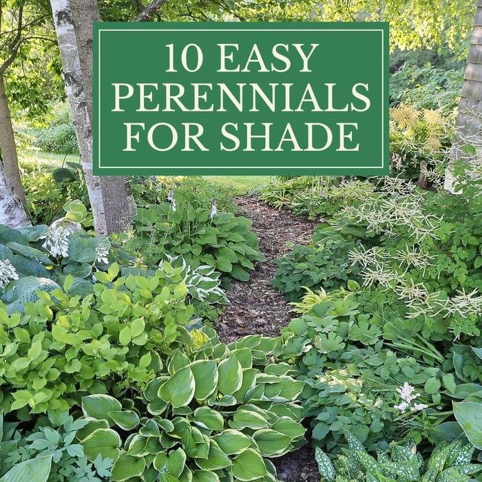 10 Easy Perennials for Shade