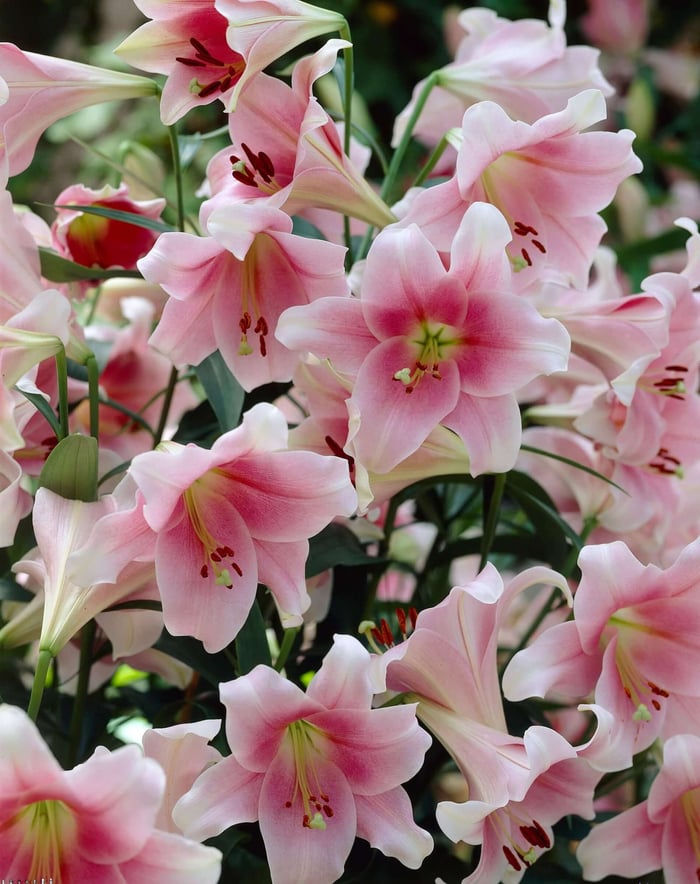 Fragrant Lilies for Your Summer Garden