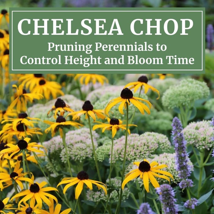 The Chelsea Chop: How and Why to Prune Perennials