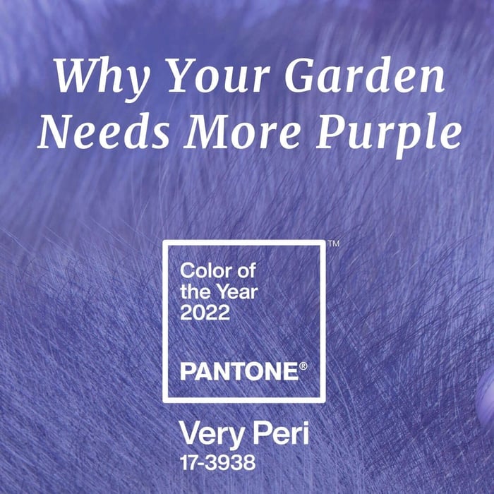 Pantone 2022 Color of the Year - Very Peri